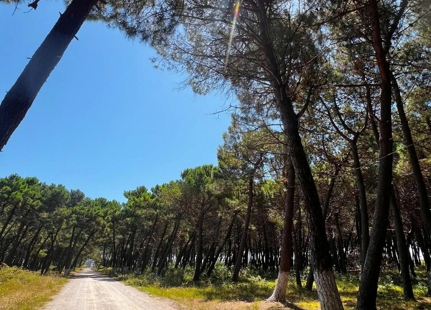 Πανσιόν Green Villa Velipojë